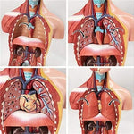 Modèle d'assemblage 4D de l'anatomie des organes humains